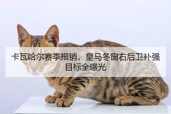 卡瓦哈尔赛季报销，皇马冬窗右后卫补强目标全曝光